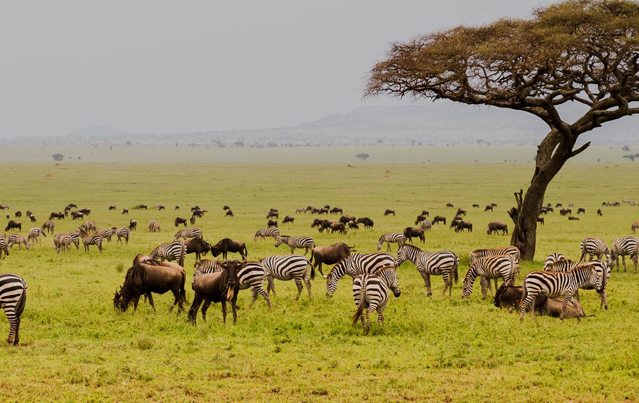 Safari Journal