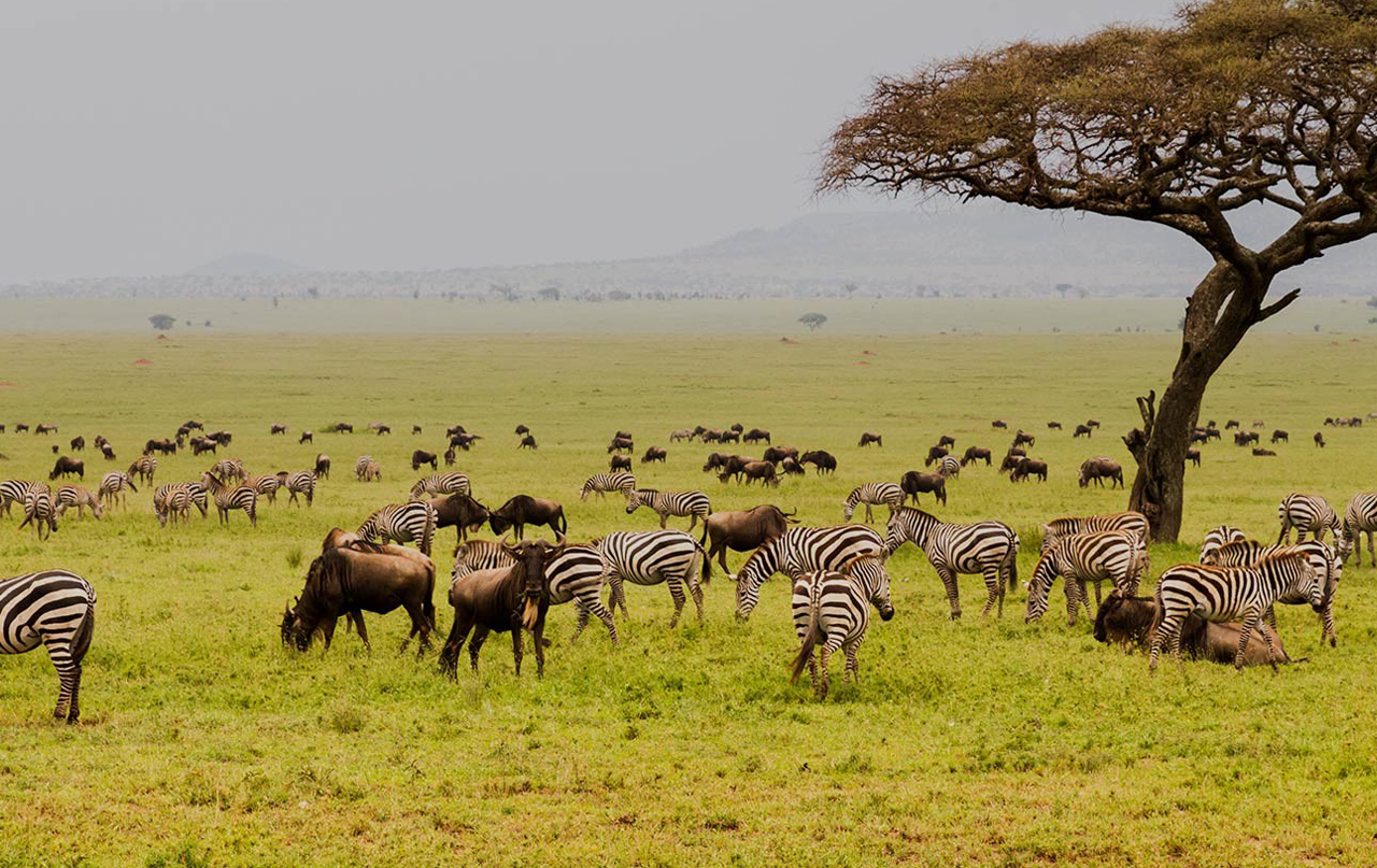Northern Tanzania Safari Guide
