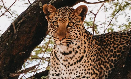 4 Days Serengeti & Ngorongoro Safari