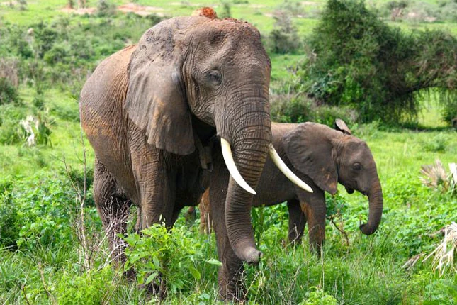 Tarangire National Park