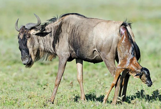 7 Days Ndutu Calving Safari