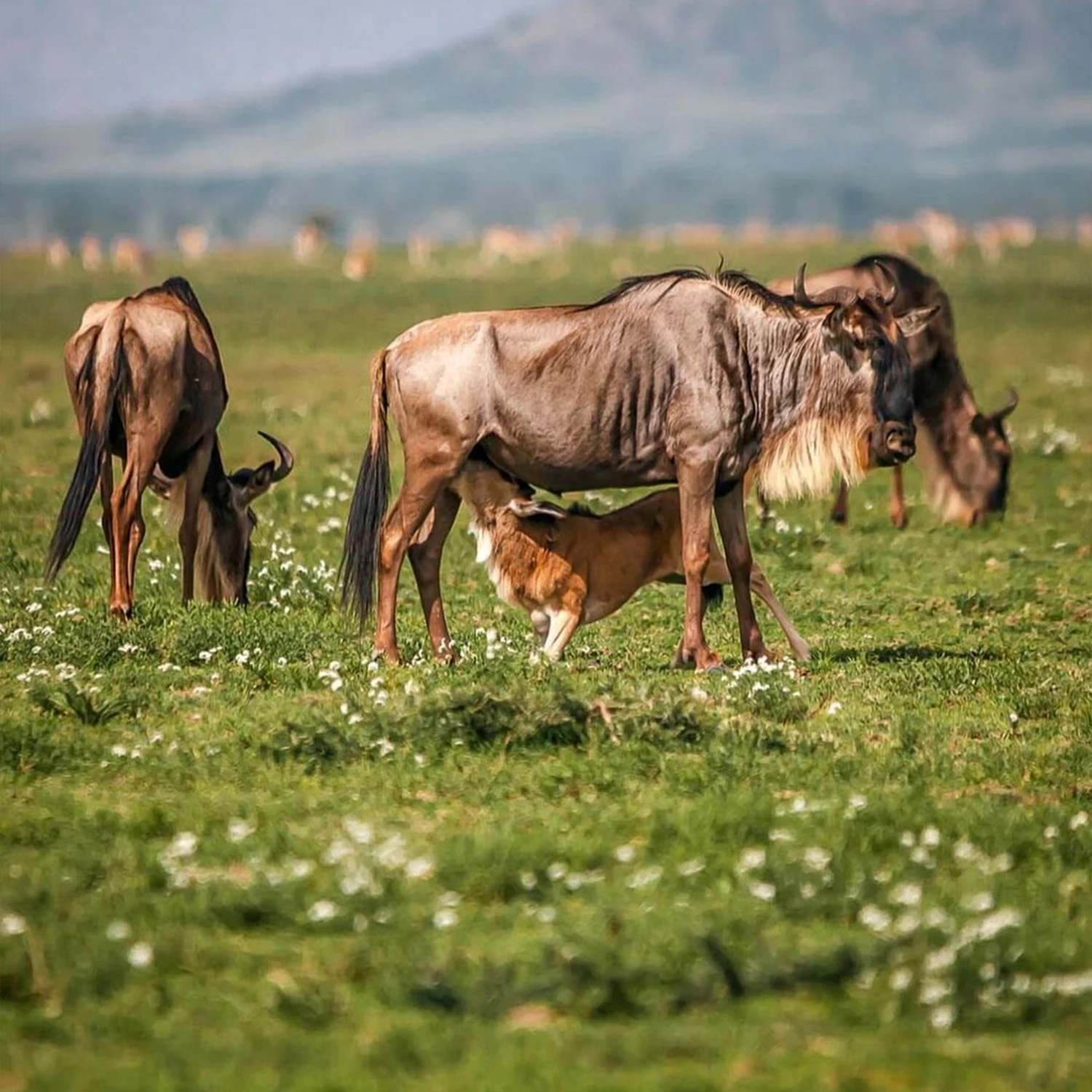 Ndutu Calving Season Guide