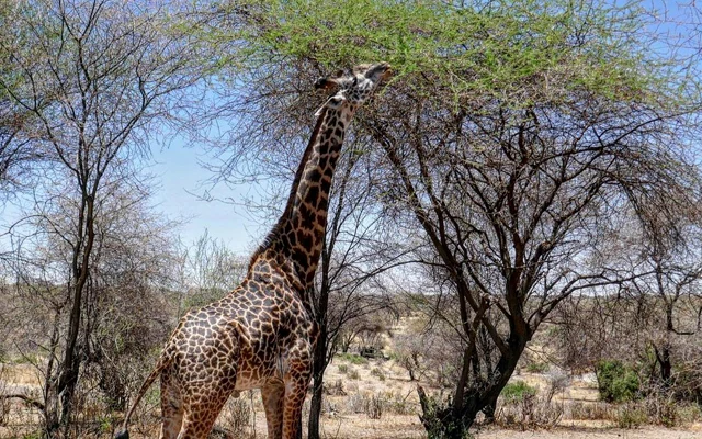 5 Days Northern Tanzania Safari