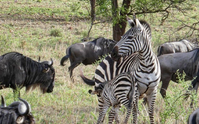 Lake Manyara National Park