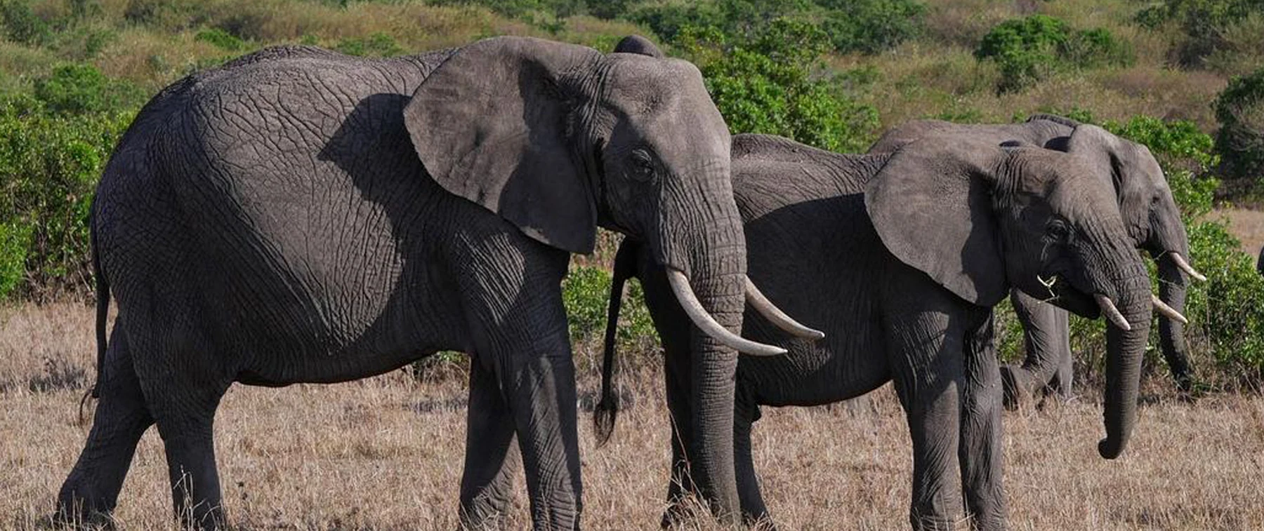 6 Days Tanzania Wildlife Safari
