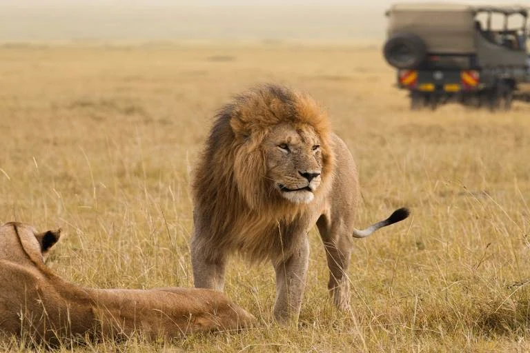 Lion on safari